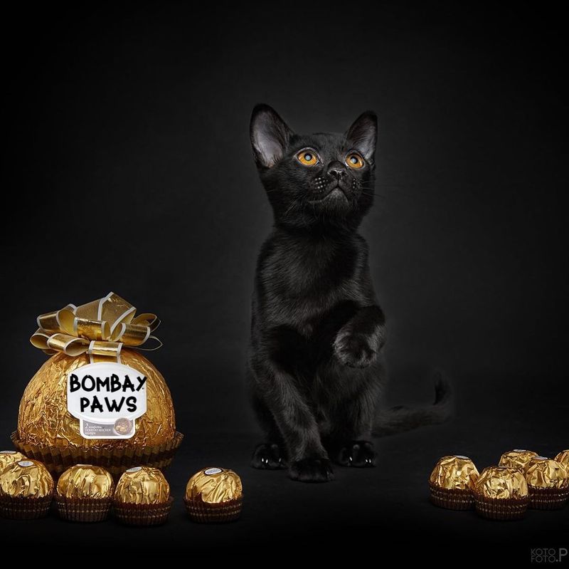 BOMBAY CATS FOR SALE